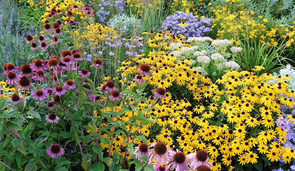 All Season Long Perennial Flowers