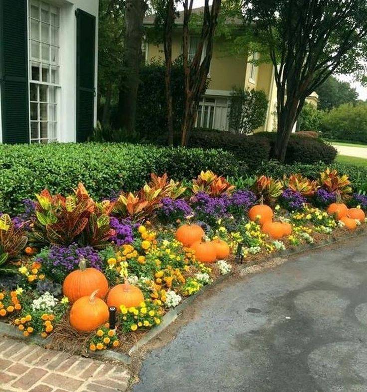 Beautiful Fall Mums Garden Landscaping Ideas