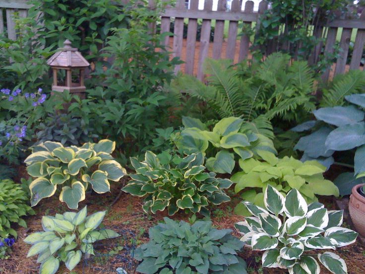 Minnesotaperennialgarden Ramblings
