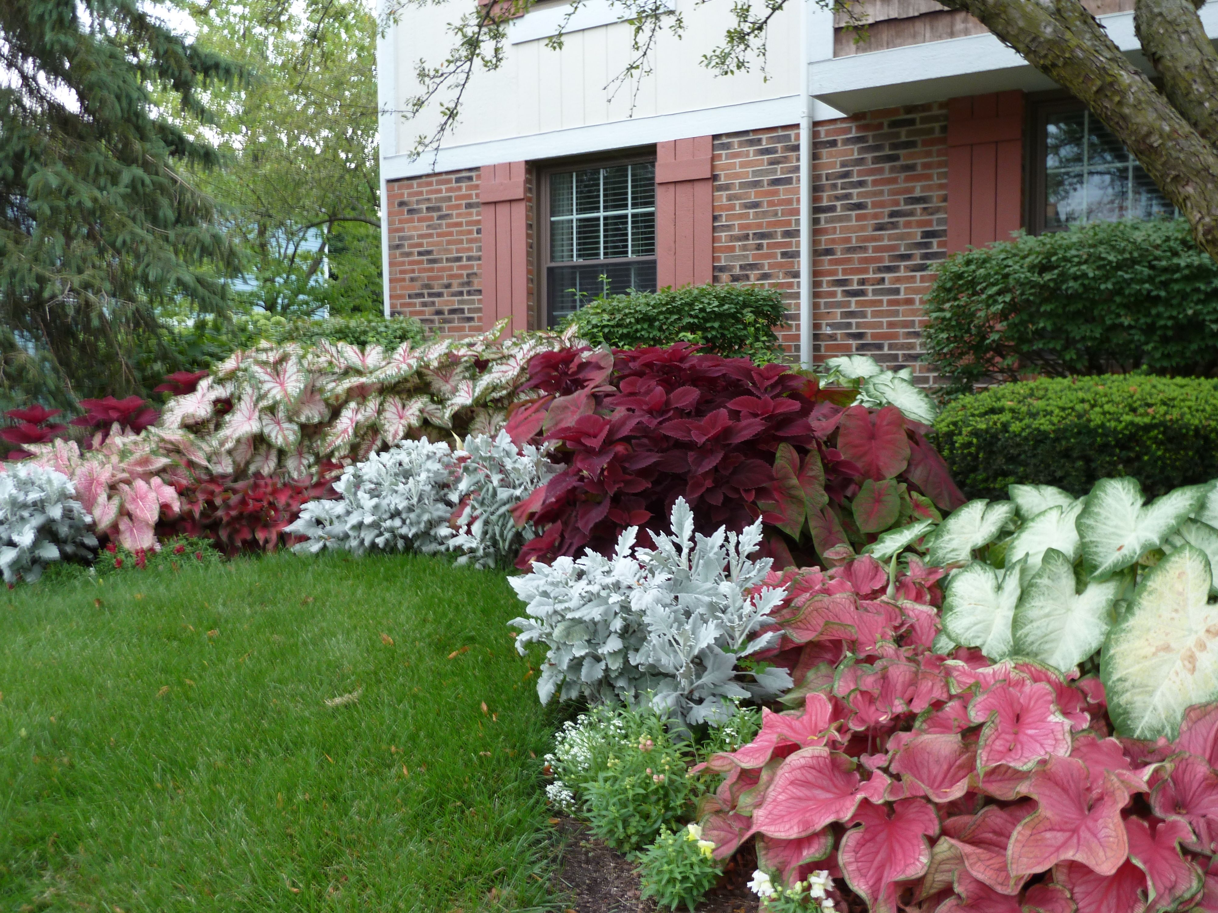 Best Impressive Sun Perennials Front Yard Ideas