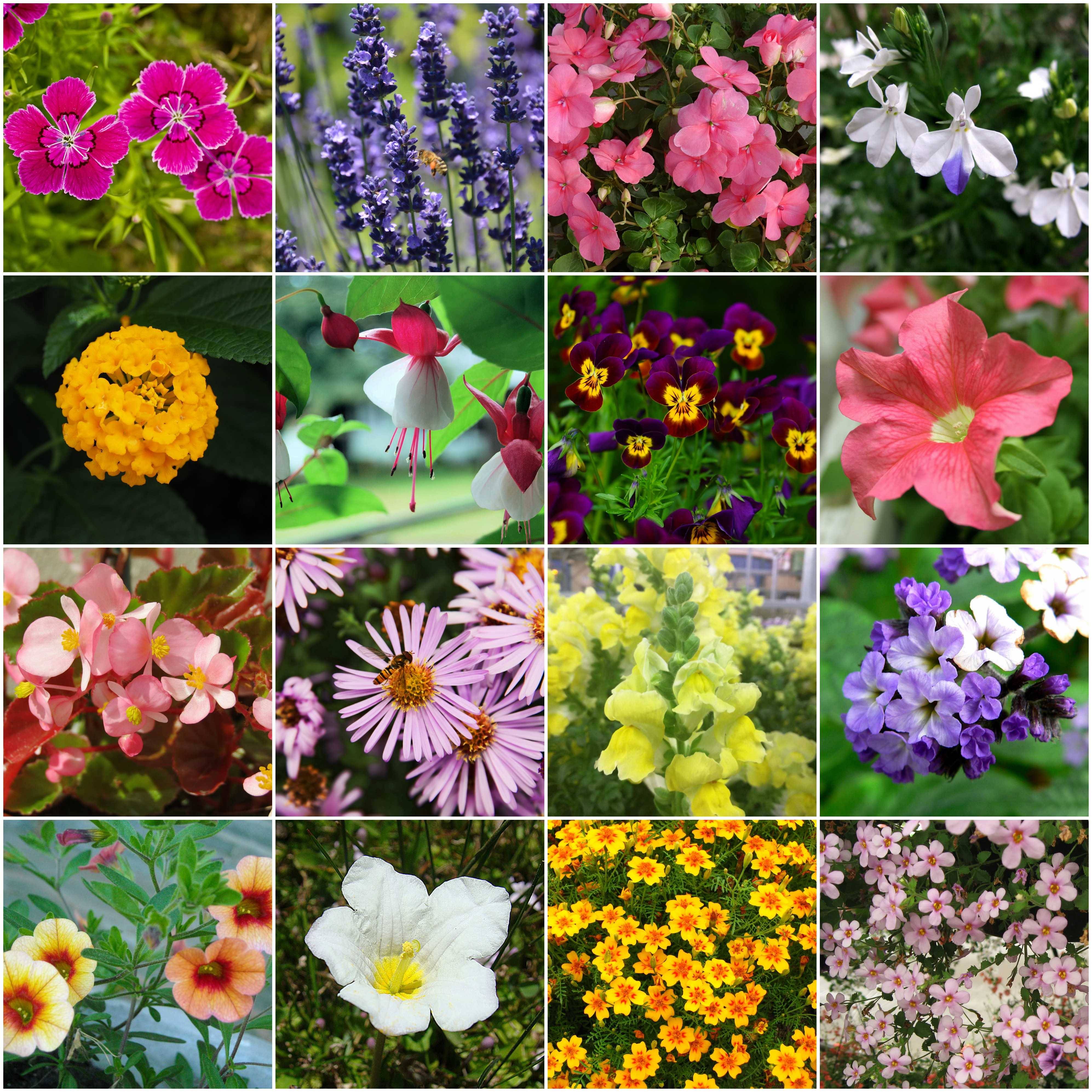 Flowers Vocabulary Word List Learn Englishvocabularyenglishflowers