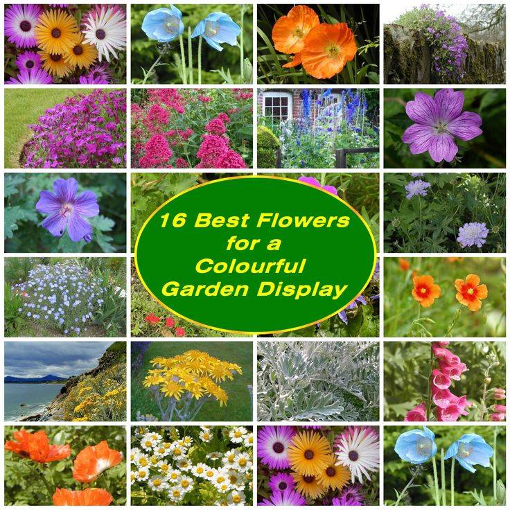 21 Garden Flowers Names Ideas You Must Look SharonSable