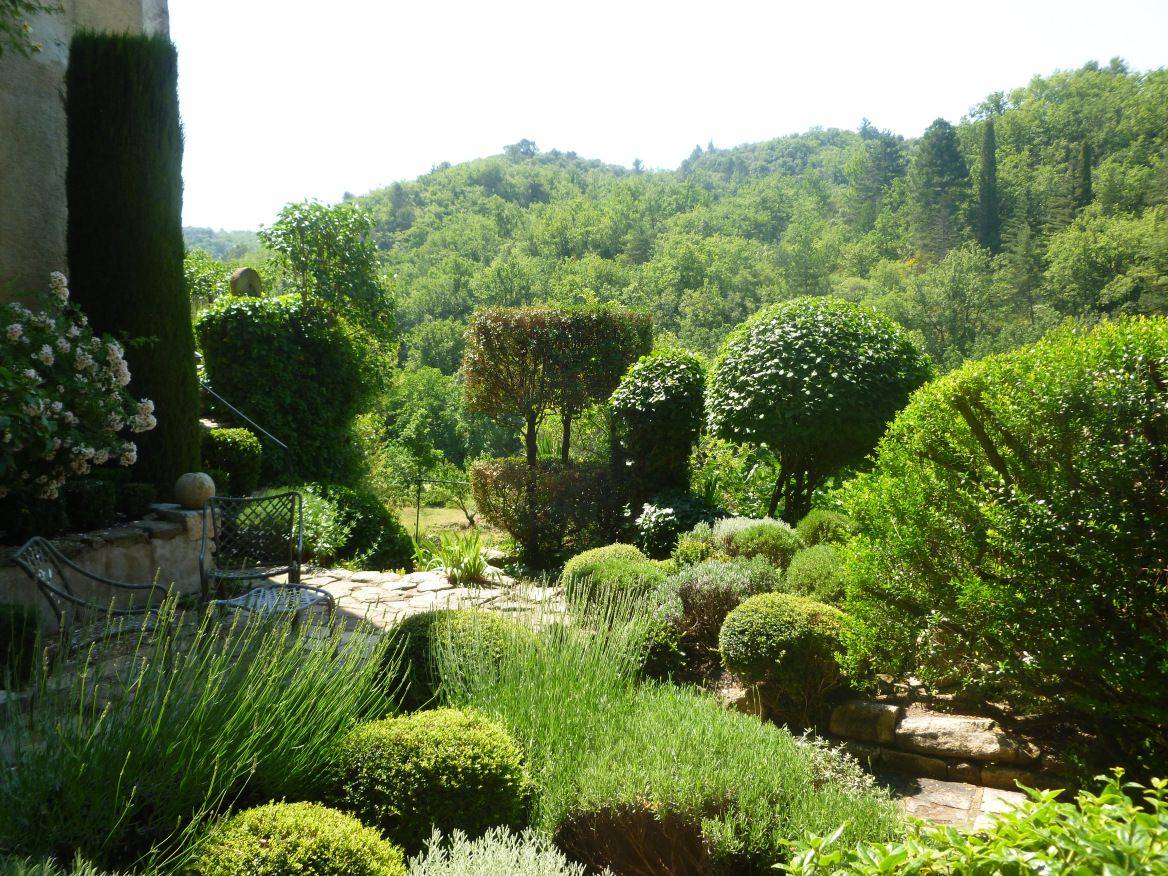 A Garden Olive Trees Landscape