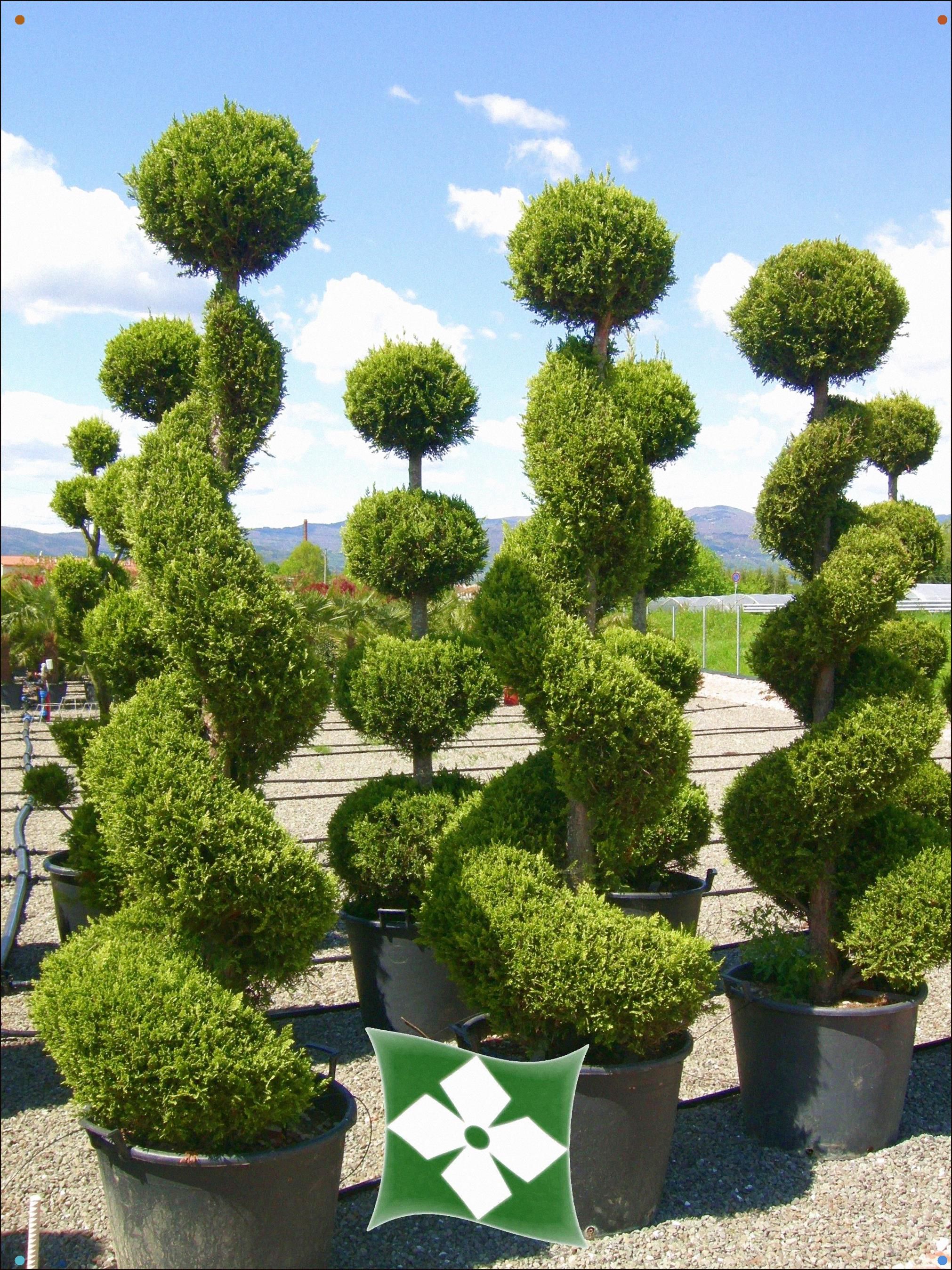 Pin On Garden