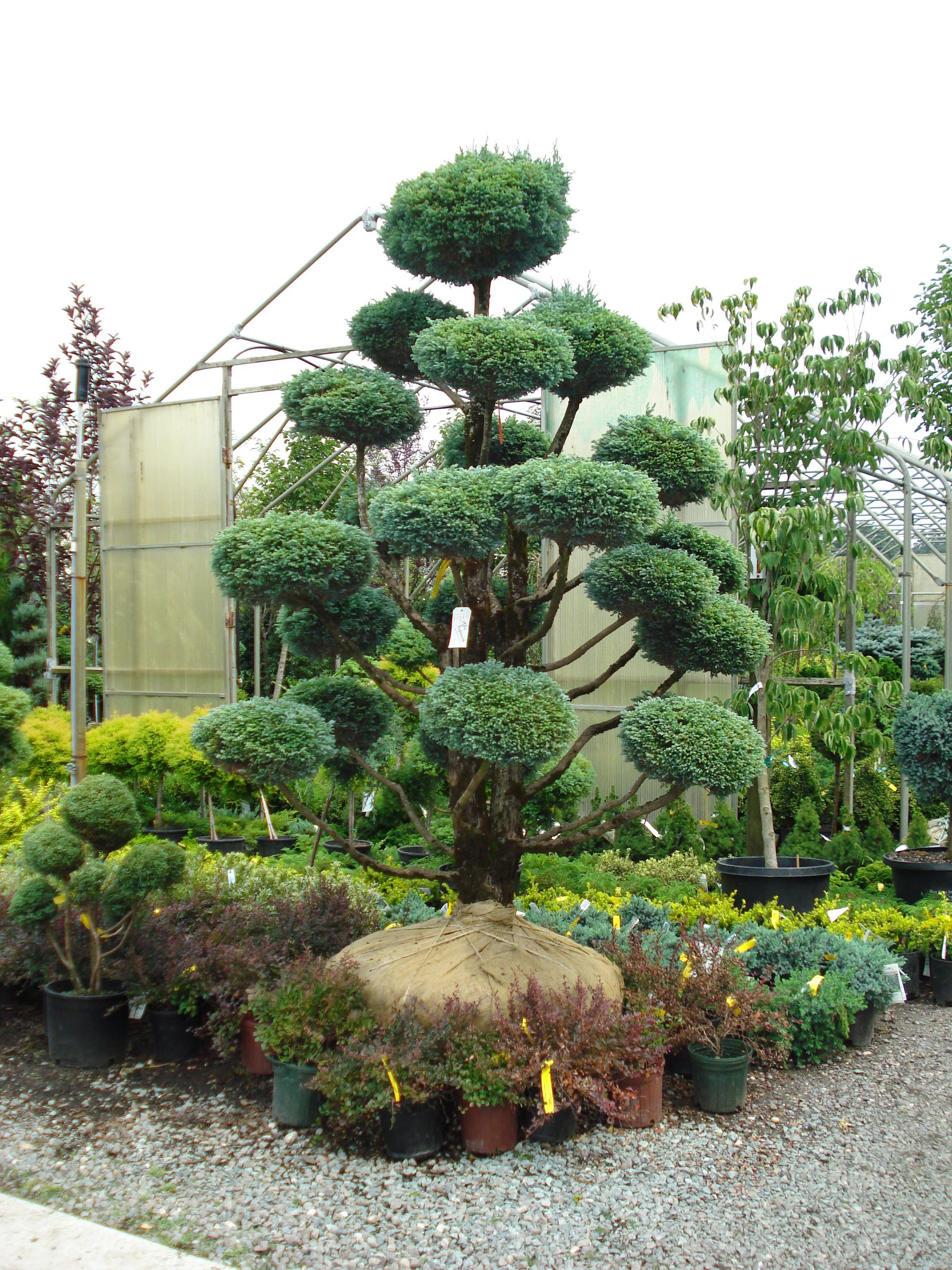 Topiary Garden Topiary Garden