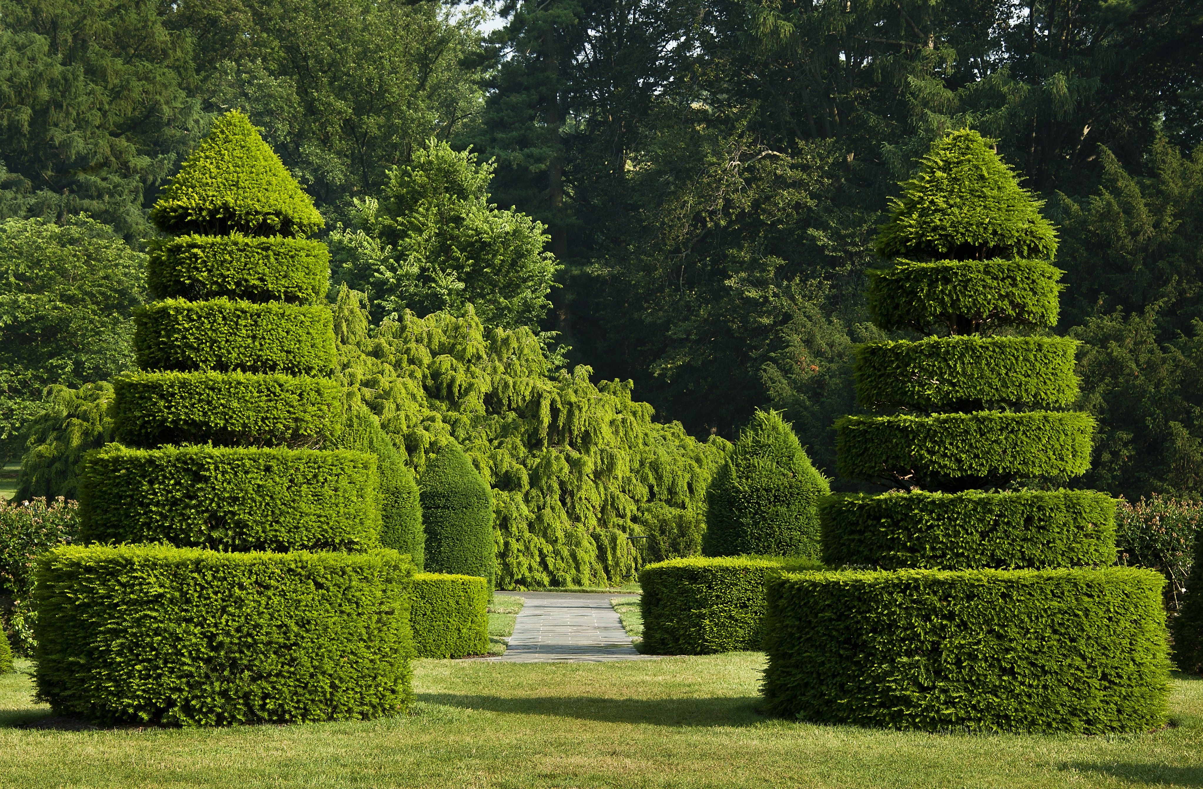 Topiary Shrubs