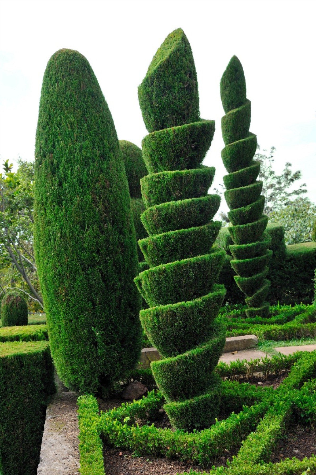 Topiary Trees