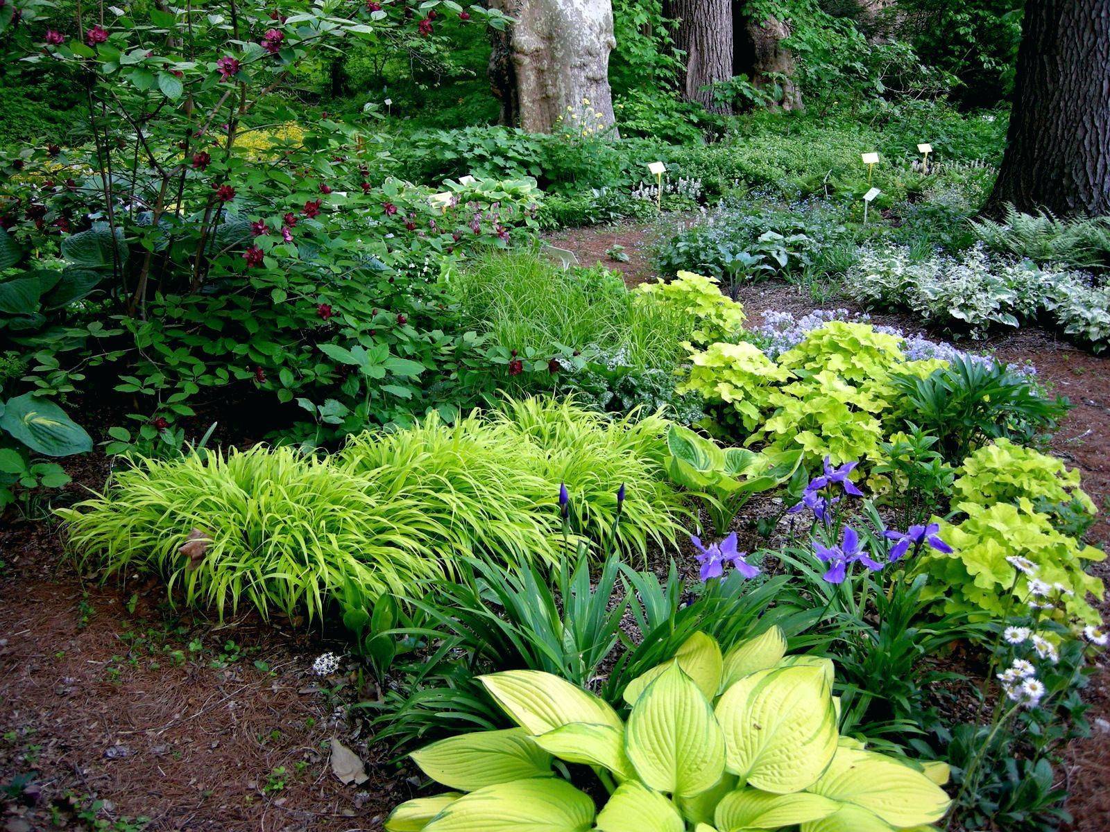 Shade Landscape Patio Small Flower Garden Design Designs Fascinating