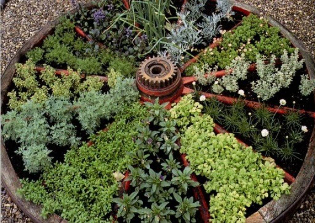 A Medicinal Herb Garden