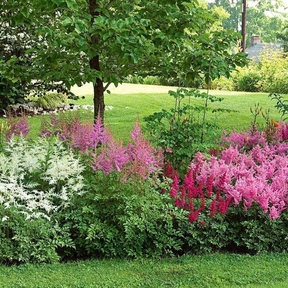 Perennial Shade Garden Design Design