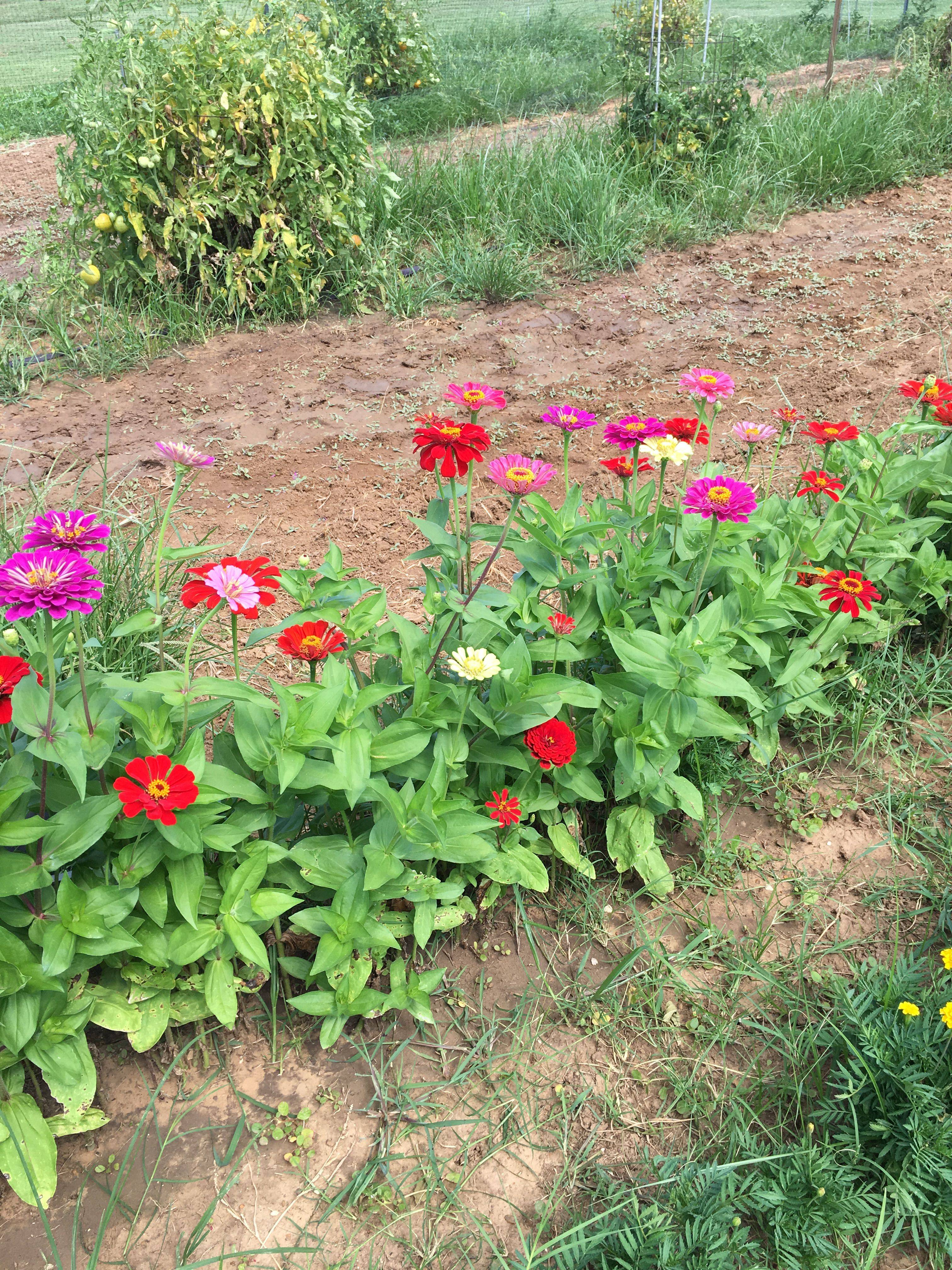 Country Cottage Garden