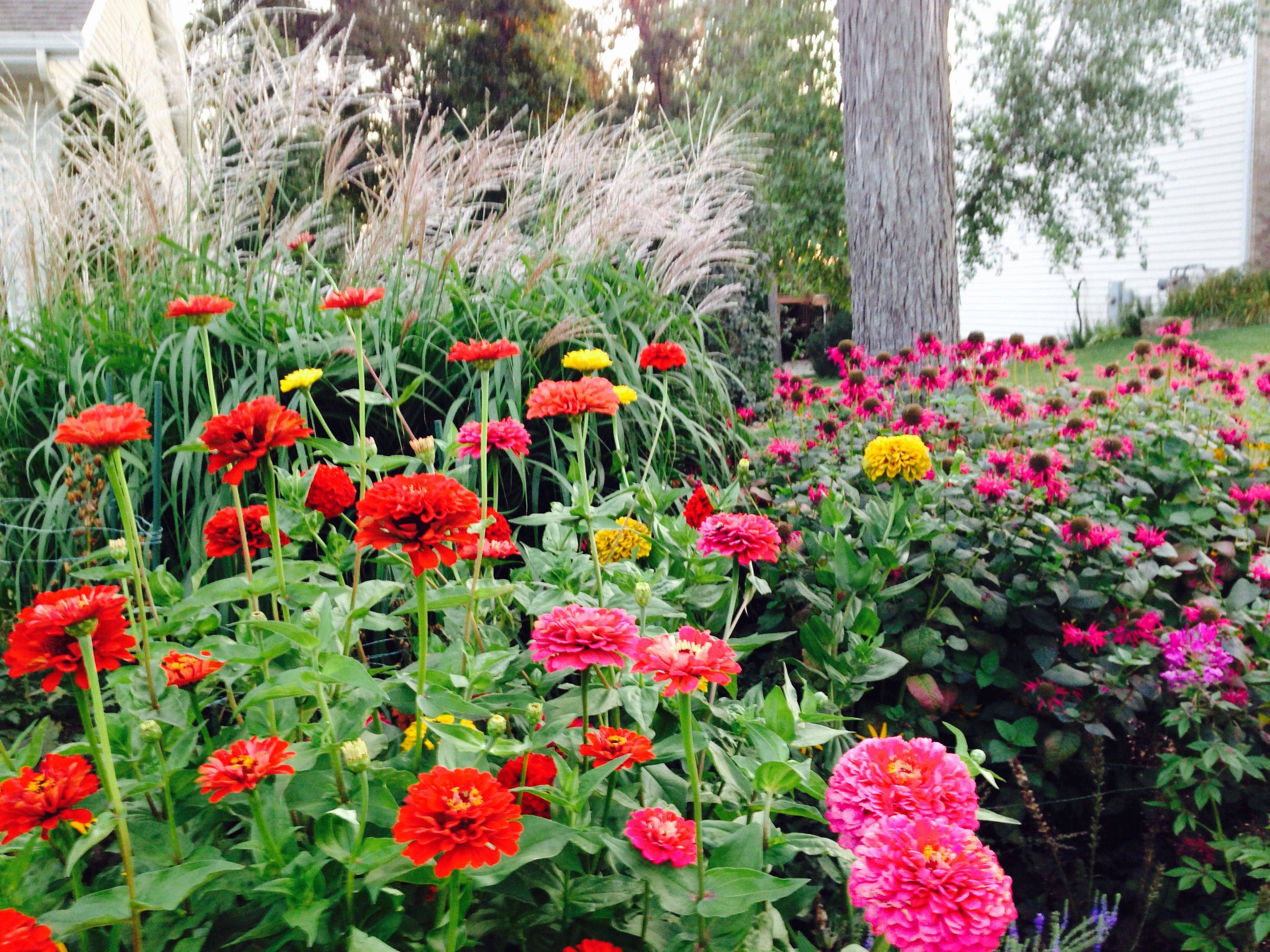 Dreamland Zinnias Dreamland Zinnias