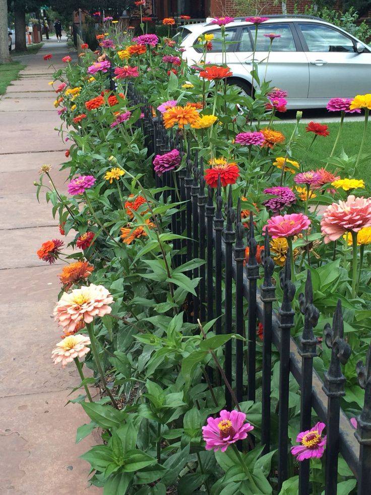 20 Zinnia Garden Design Ideas To Try This Year SharonSable