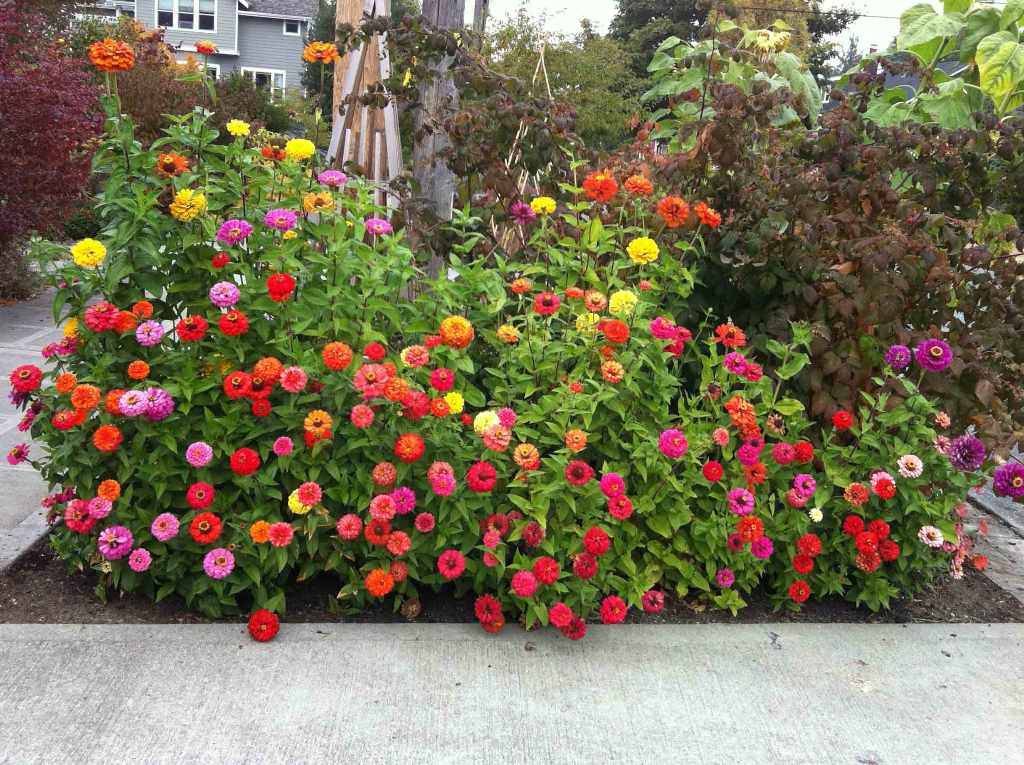 Zinnia Giant Salmon Rose Garden Perennial Landscaping Ideas