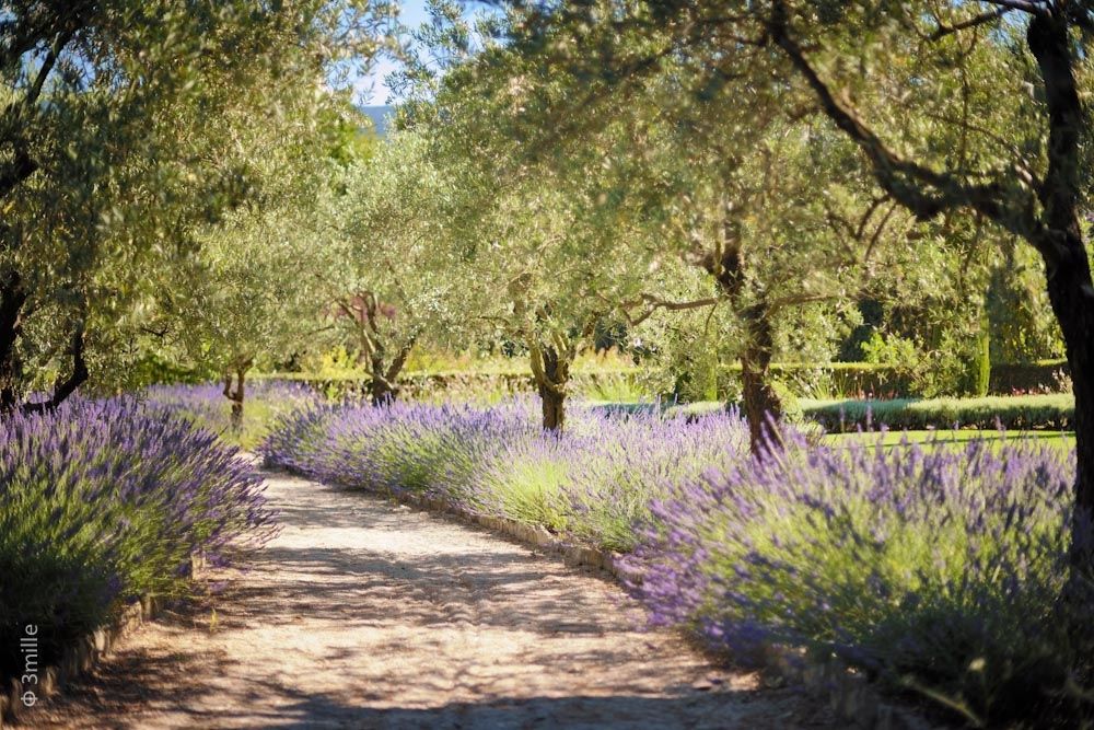 French Lavender Lavender Garden