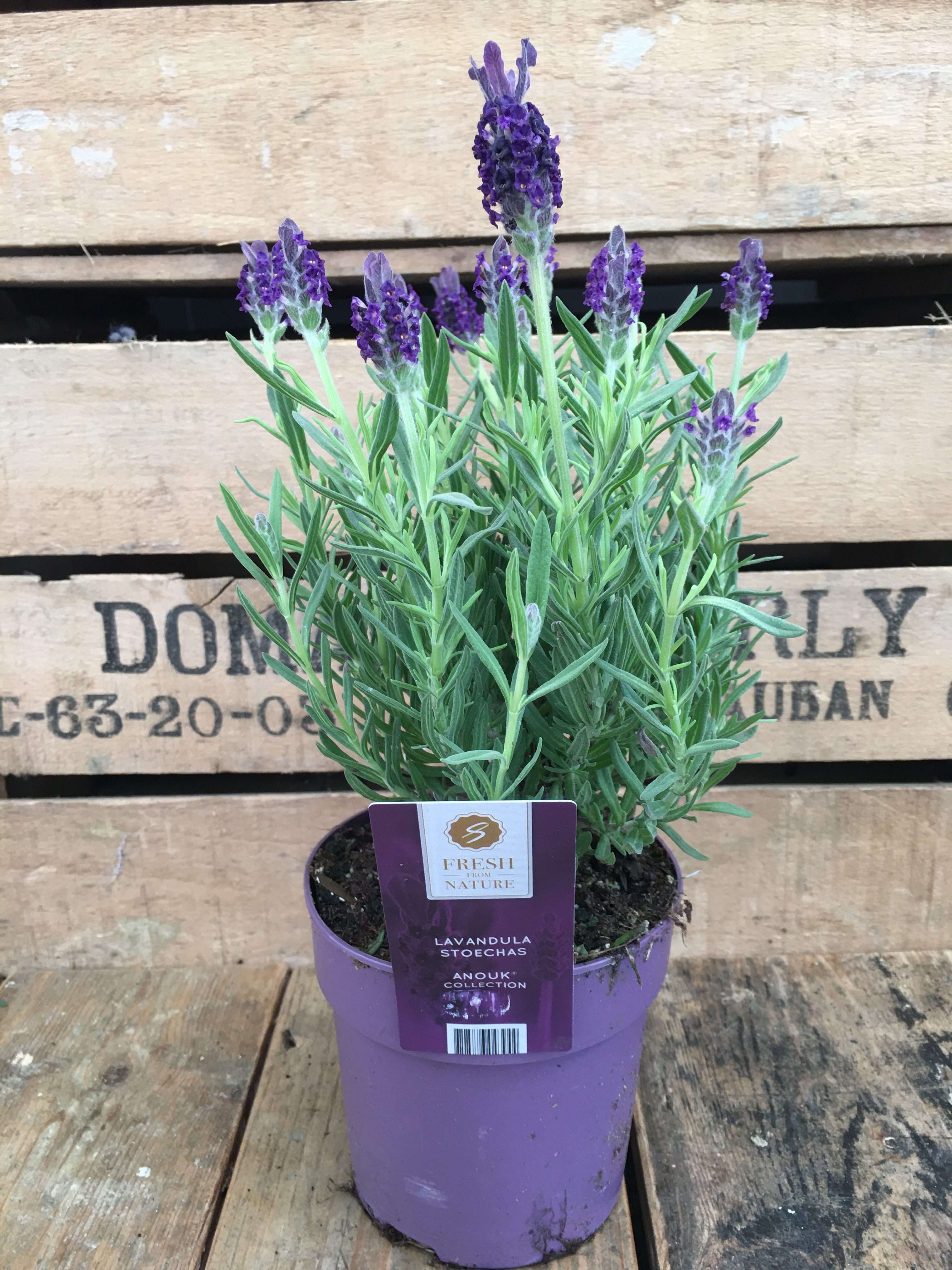 Lavender Garden Design Ideas