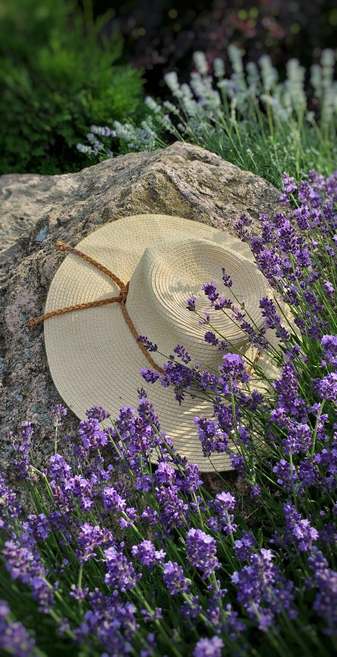 Lavandula Otto Quast