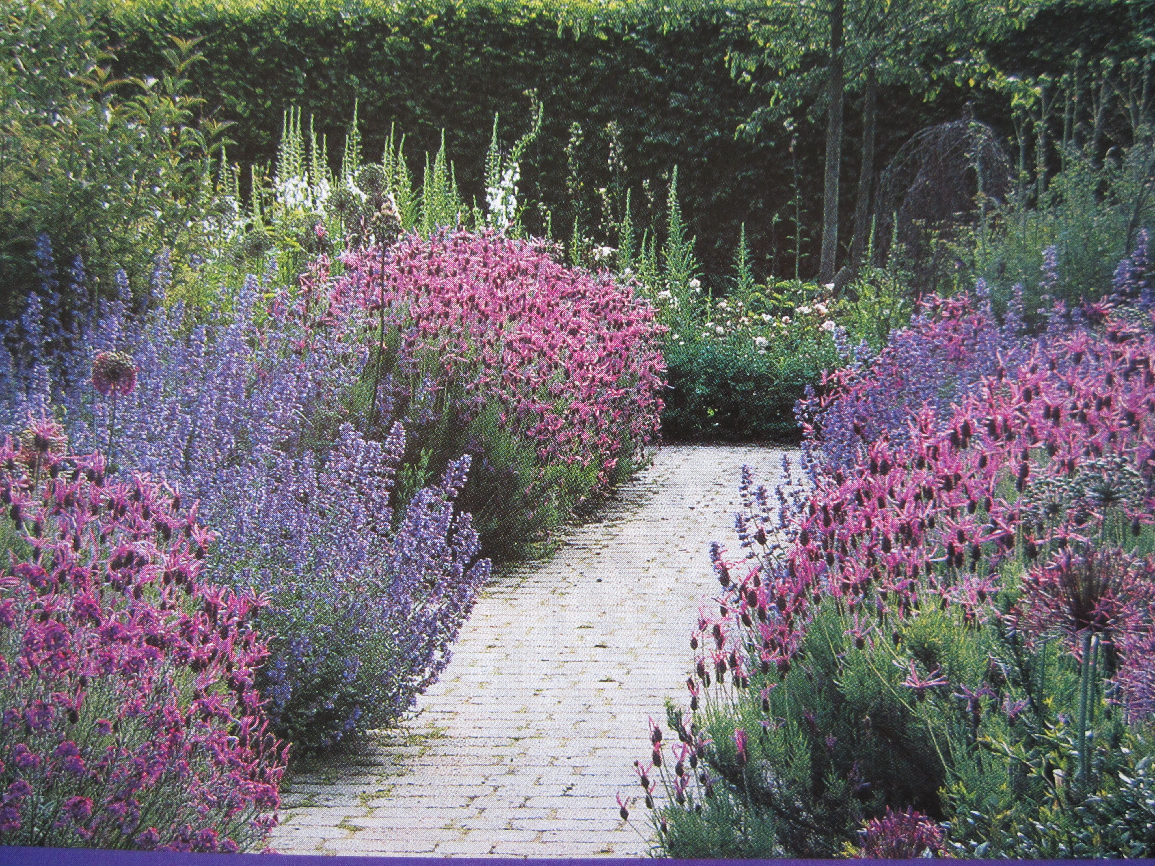 Lavender Gardens Ideas