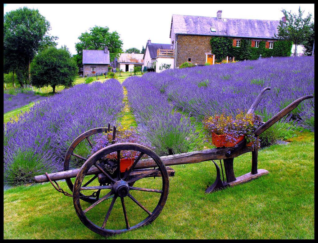Lavender Garden