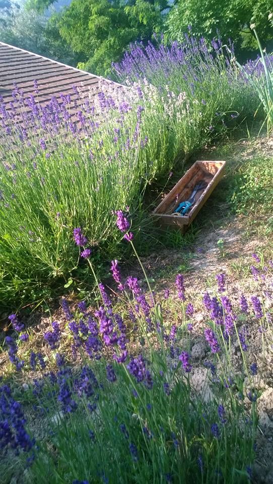 Footpaths French Country Garden