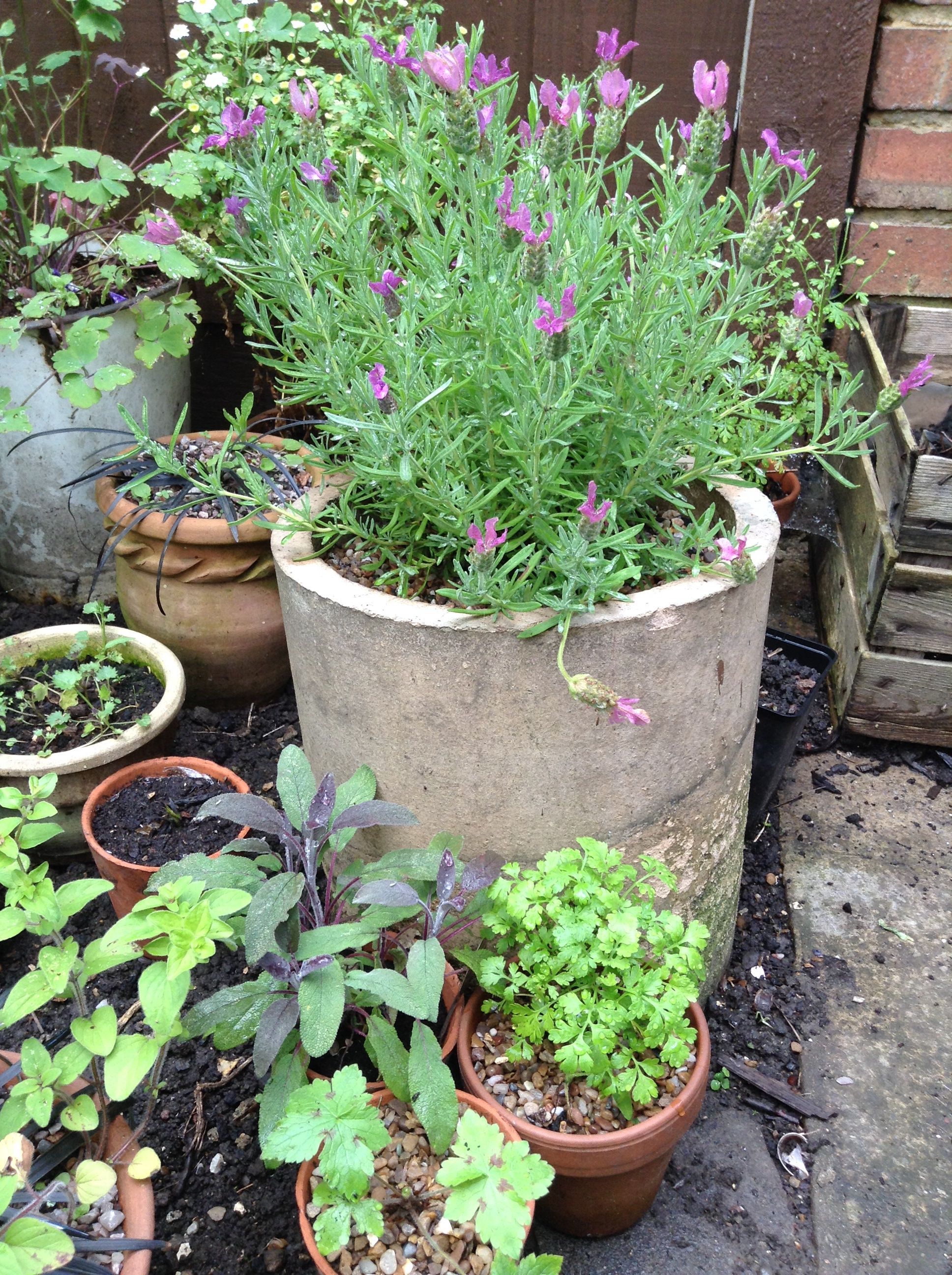 Lavender Garden Design Ideas