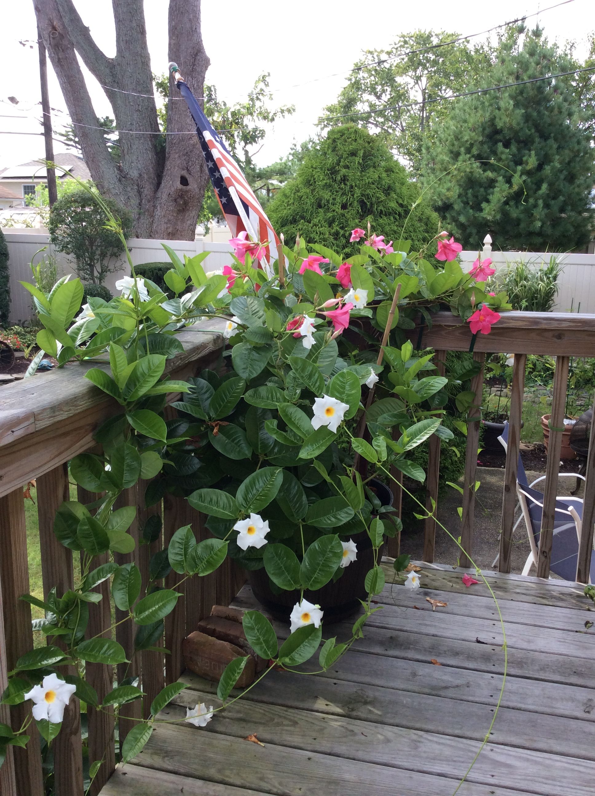 The Best Corner Garden Ideas