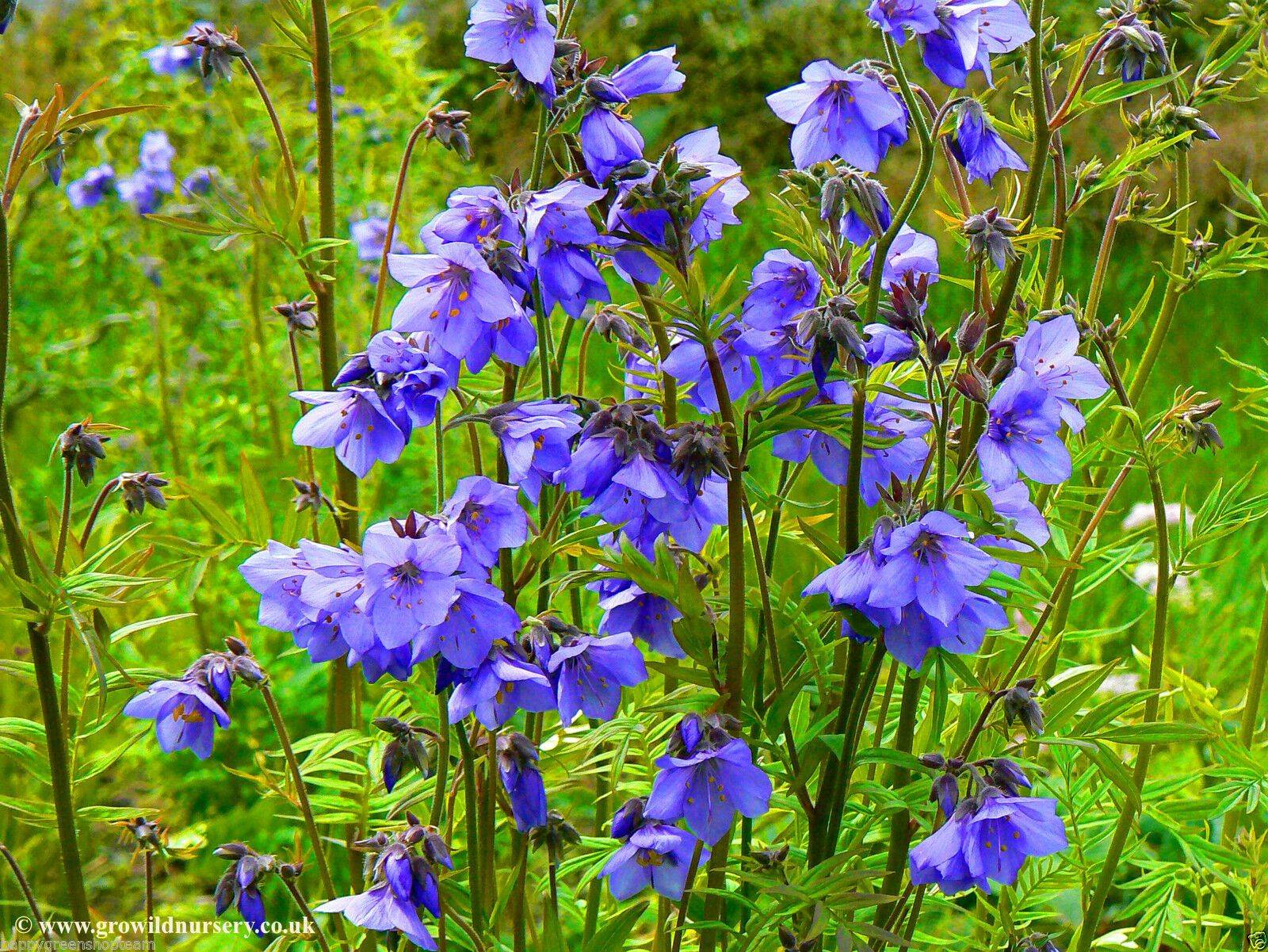 Perennial Garden Design Ideas