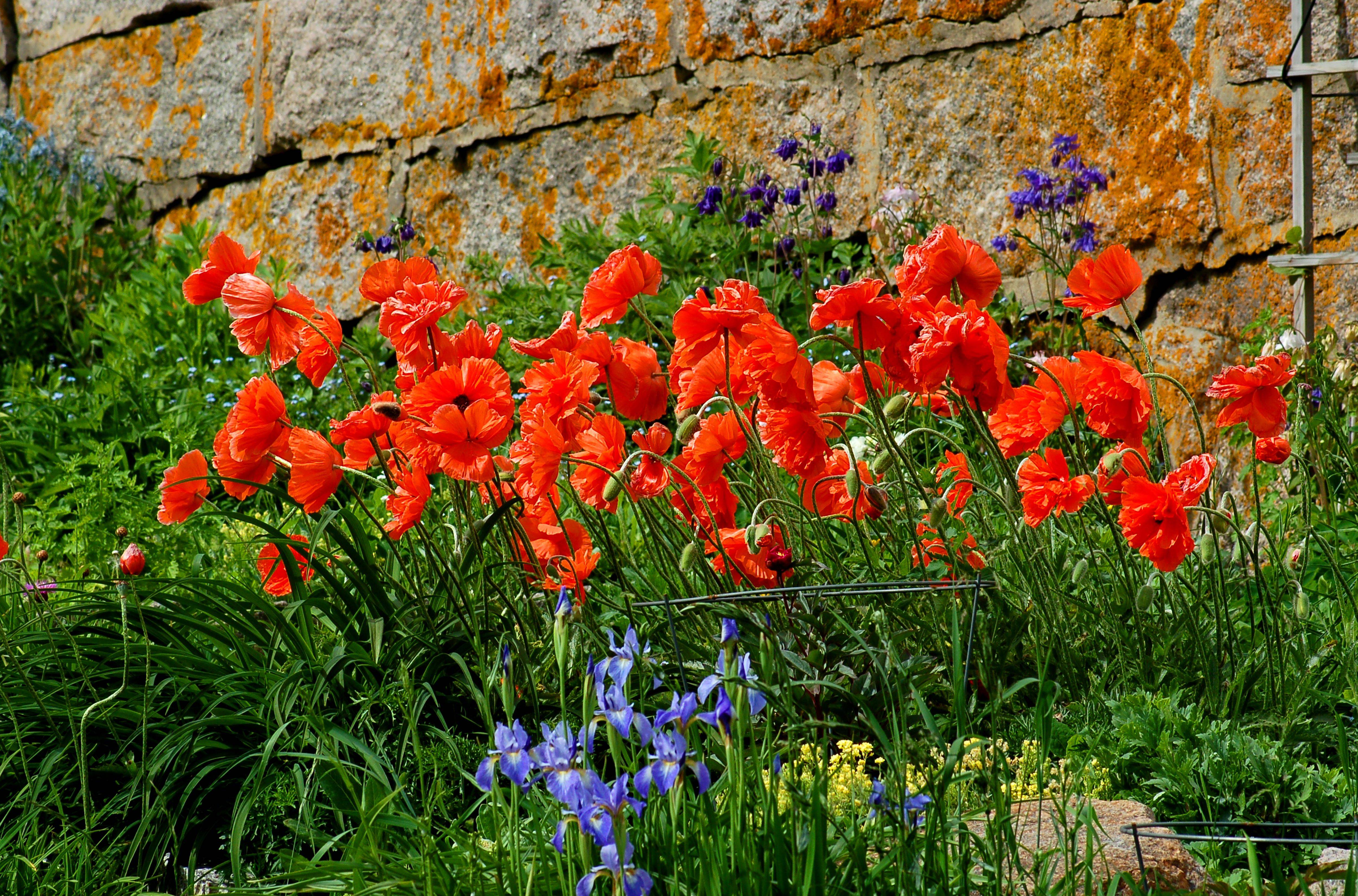 Perennial Garden Design Ideas