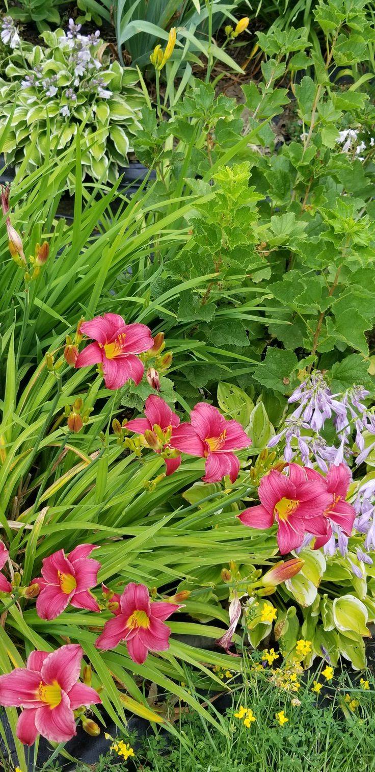 Perennial Garden Design Ideas