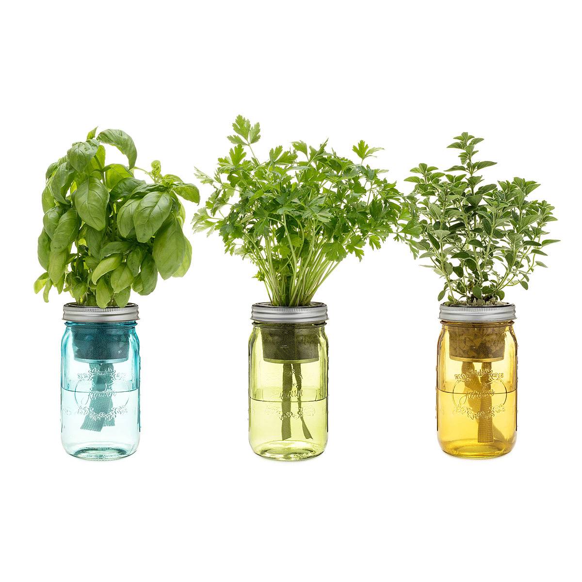 Mason Jar Herb Garden