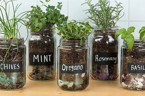 Selfwatering Mason Jar Indoor Herb Garden