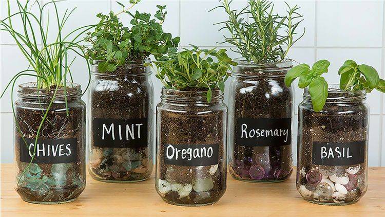 Indoor Herb Garden Little Glass Jar