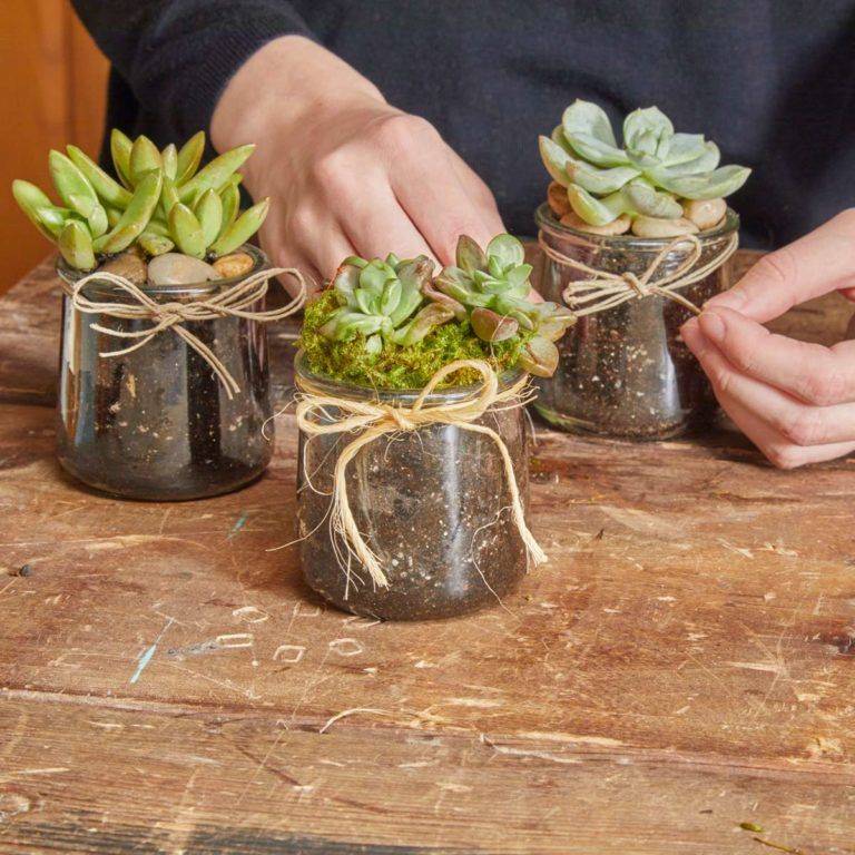 Beautiful Terrariums