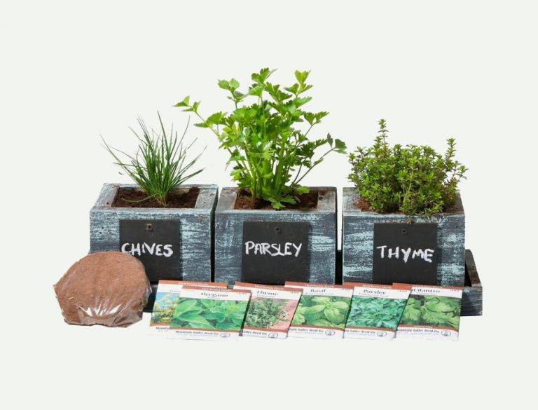 Urban Leaf Herb Garden Starter Kit Beginner Friendly Indoor