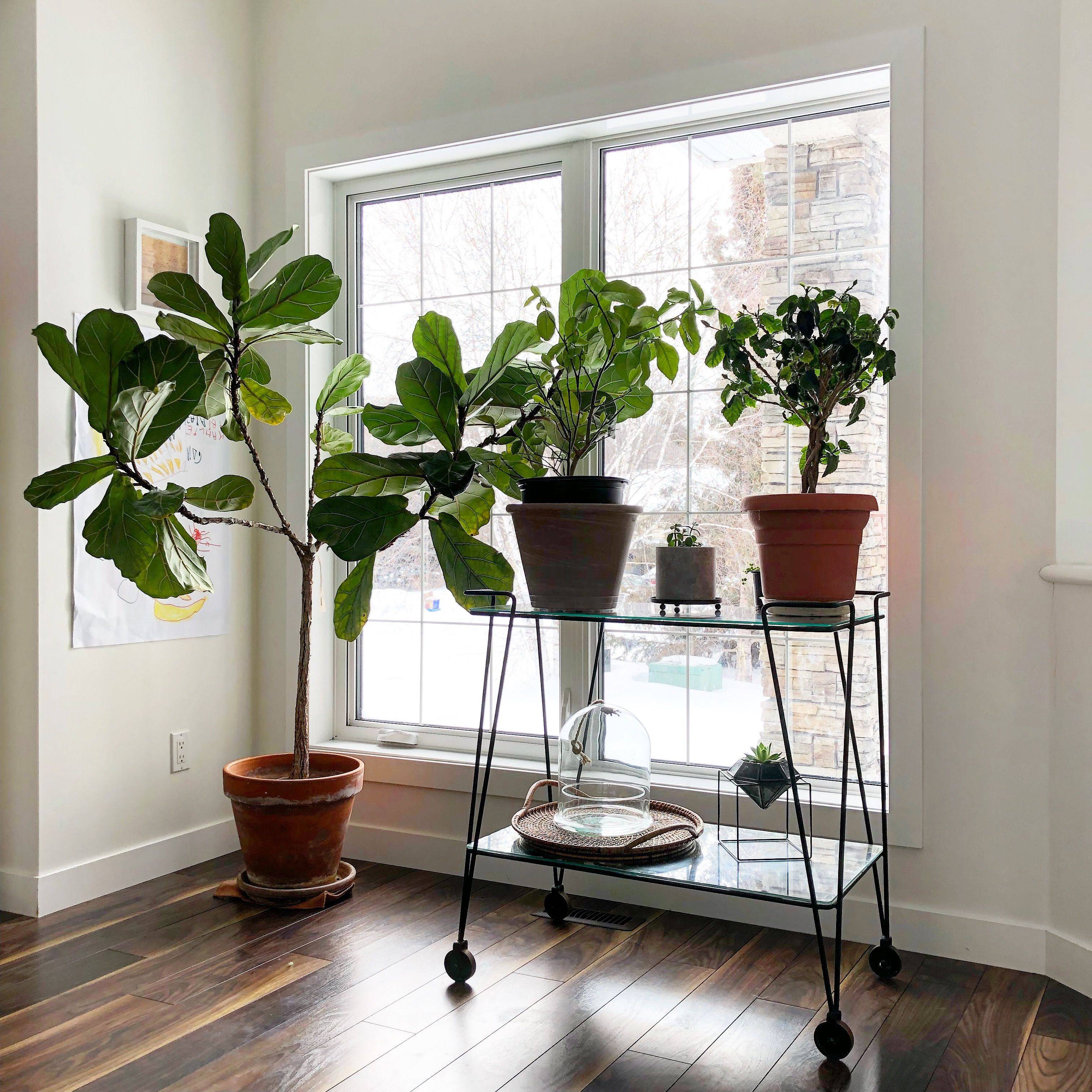 An Outdoor And Indoor Decoration Diy