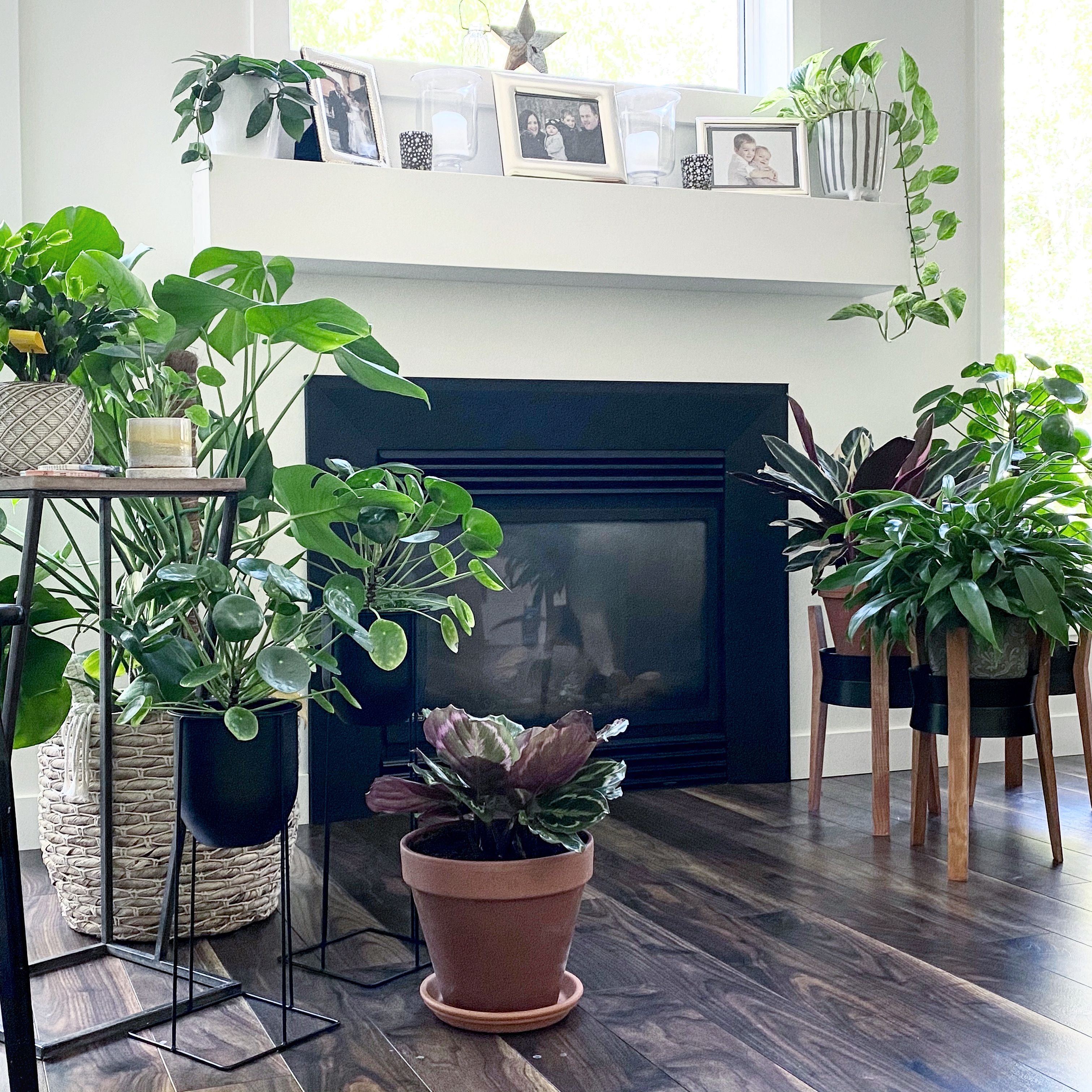 Amazing Indoor Plants Ideas