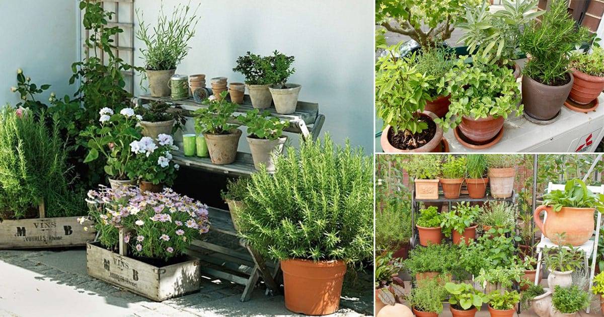 Apartment Herb Garden Ideas