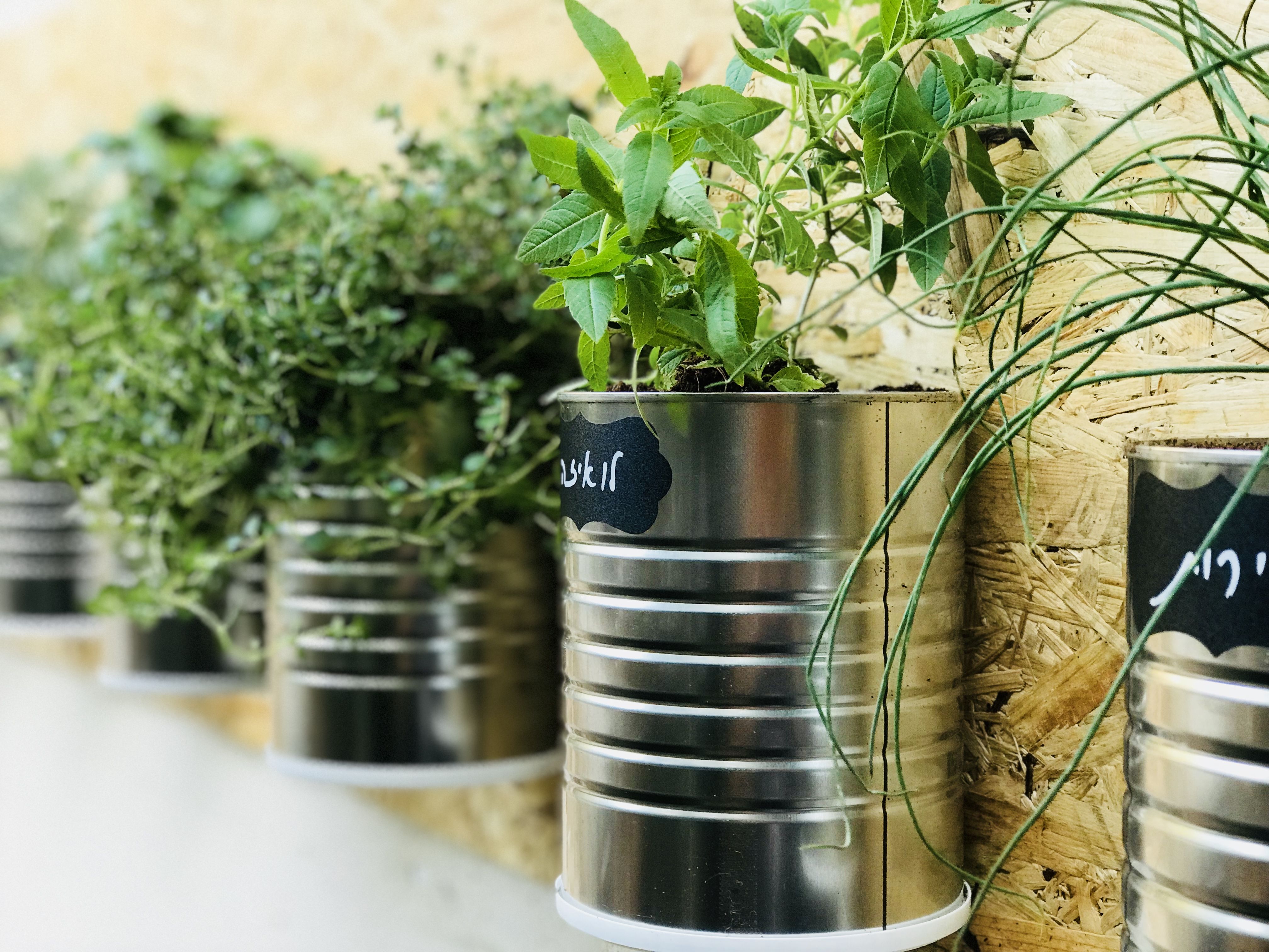 17 Tin Can Herb Garden Ideas You Gonna Love SharonSable