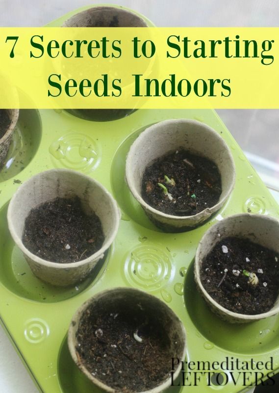Sage Seeds Culinary Sage Herb Garden Kit