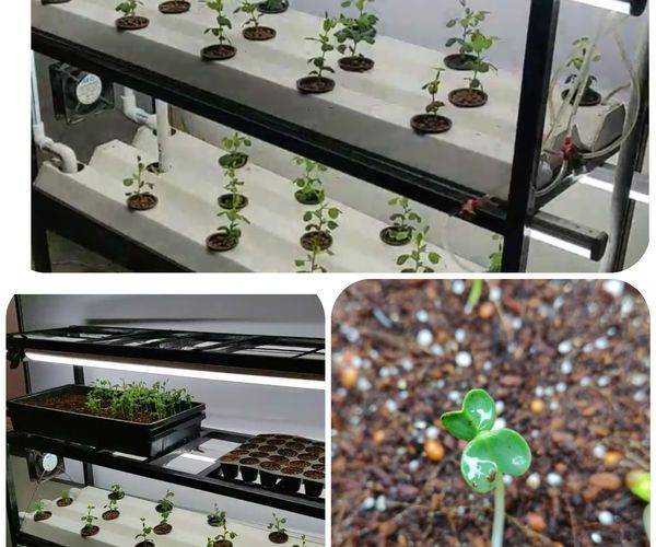 A Hydroponic Indoor Gardening Kit