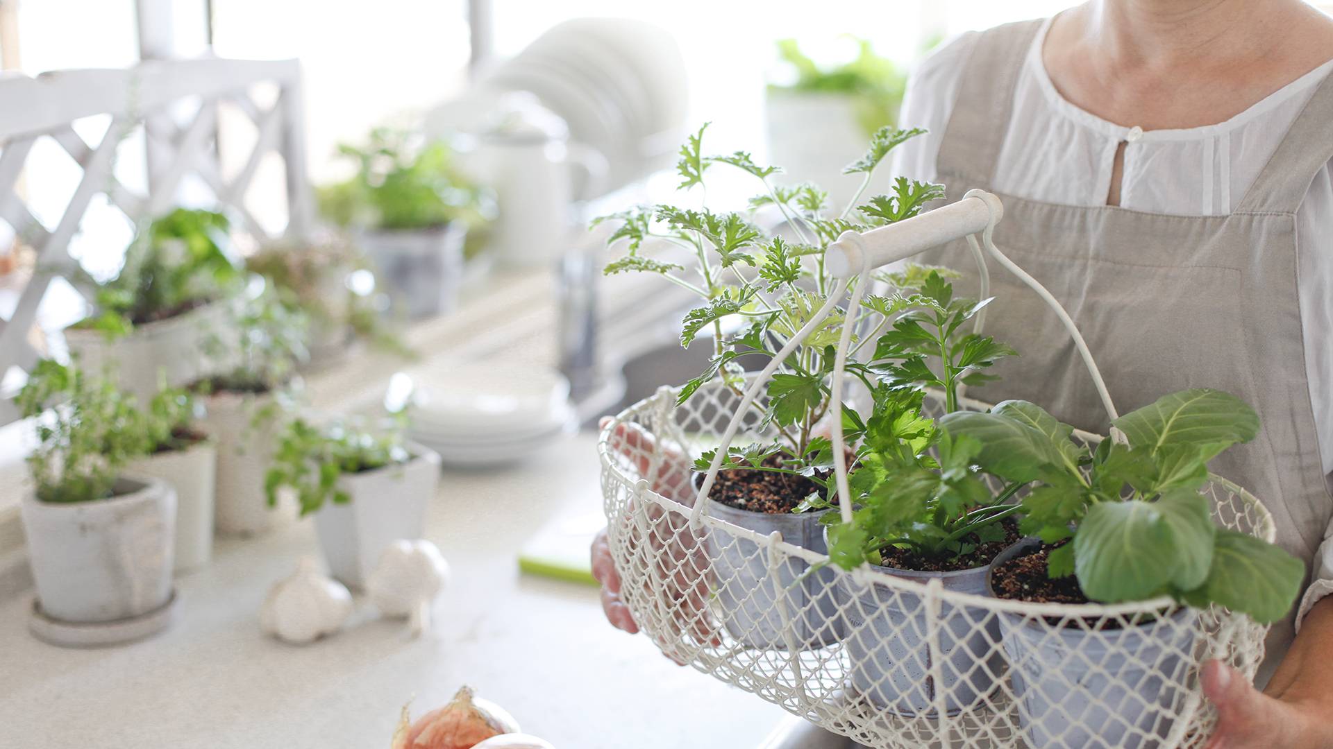 Microgreen Production