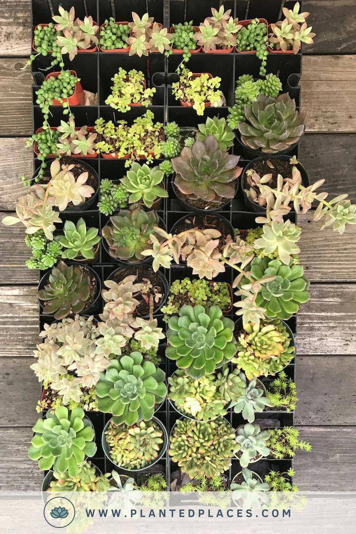 Indoor Herb Seed Collection