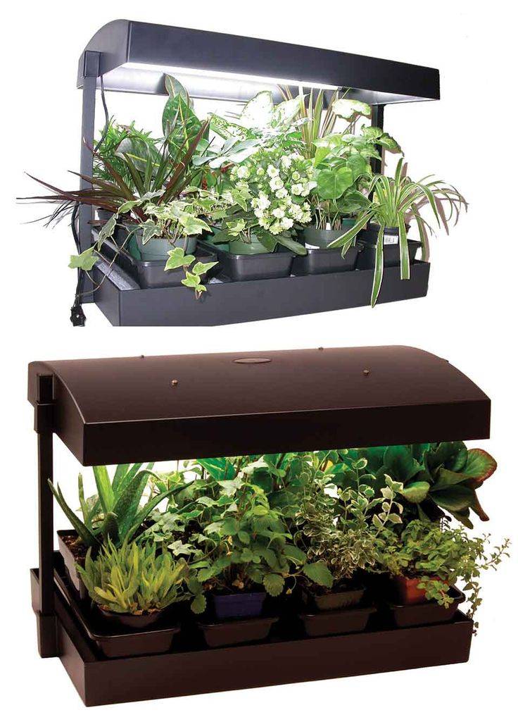 Indoor Herb Seed Collection