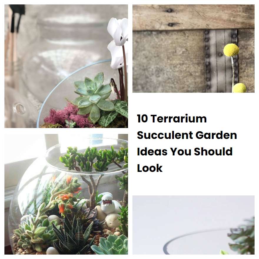 10 Terrarium Succulent Garden Ideas You Should Look