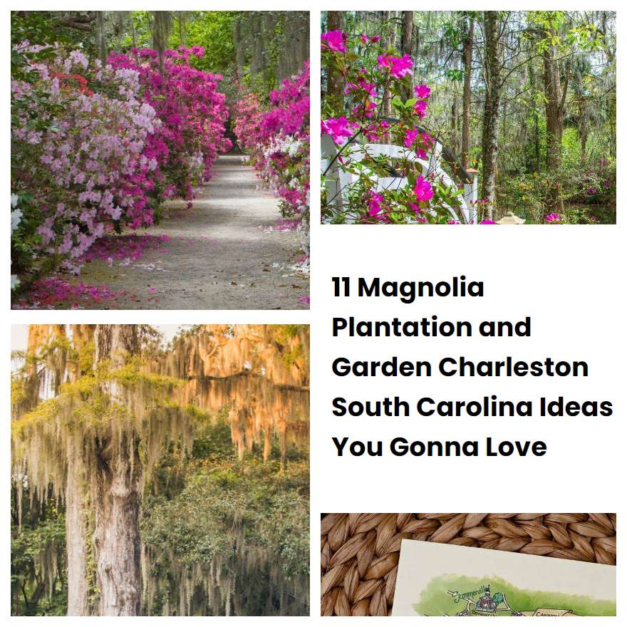 11 Magnolia Plantation and Garden Charleston South Carolina Ideas You Gonna Love