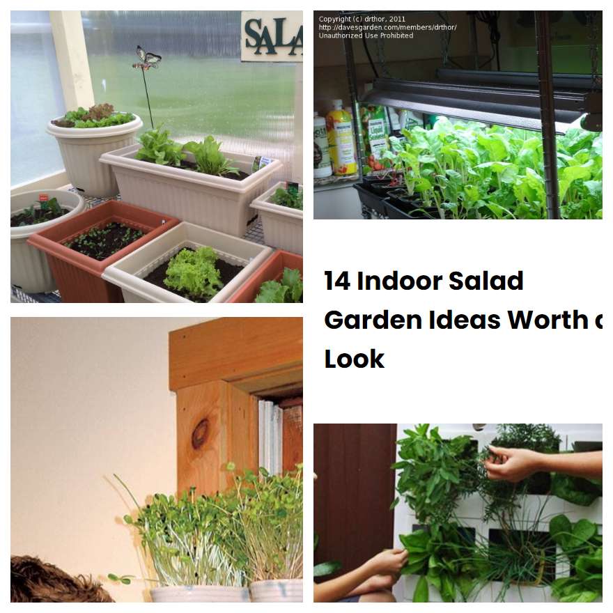 14 Indoor Salad Garden Ideas Worth a Look SharonSable