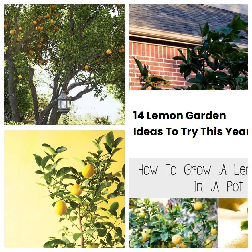 14 Lemon Garden Ideas To Try This Year