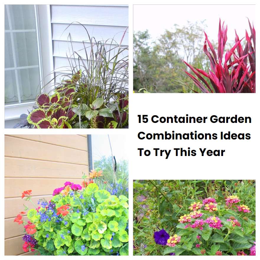 15 Container Garden Combinations Ideas To Try This Year SharonSable