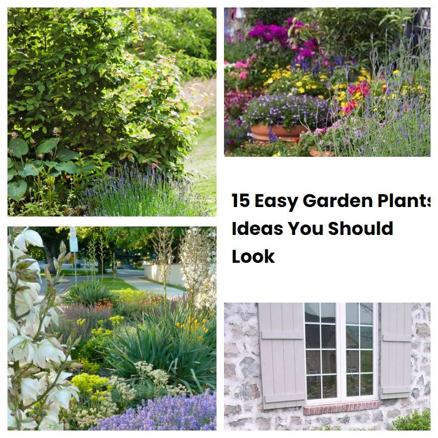 15 Easy Garden Plants Ideas You Should Look SharonSable