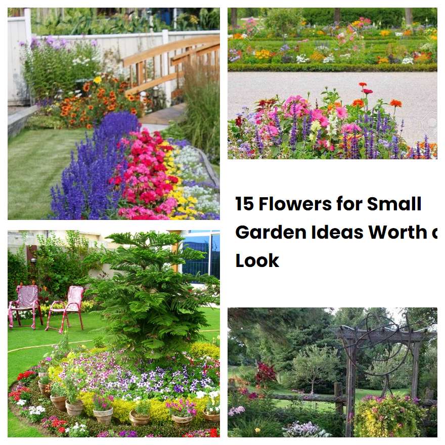 15 Flowers for Small Garden Ideas Worth a Look SharonSable